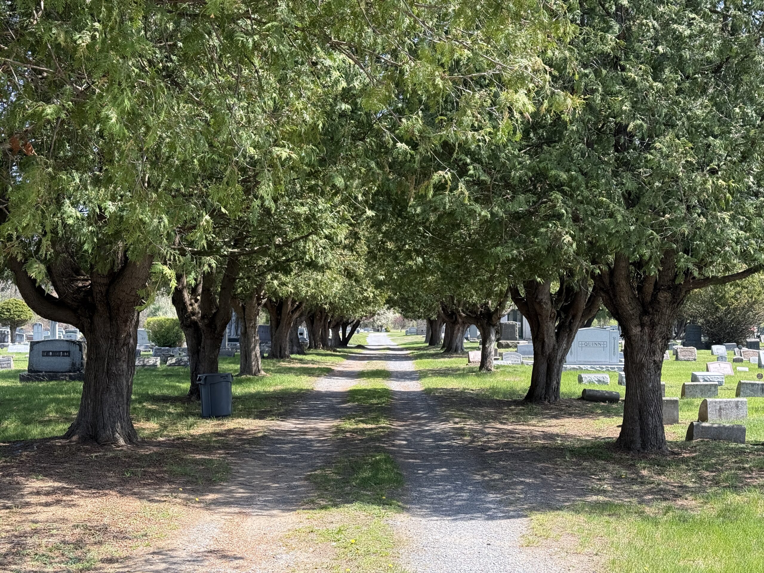 Tree-lined cemetery roadway representing documented cemetery preservation projects by Gravestone Revival