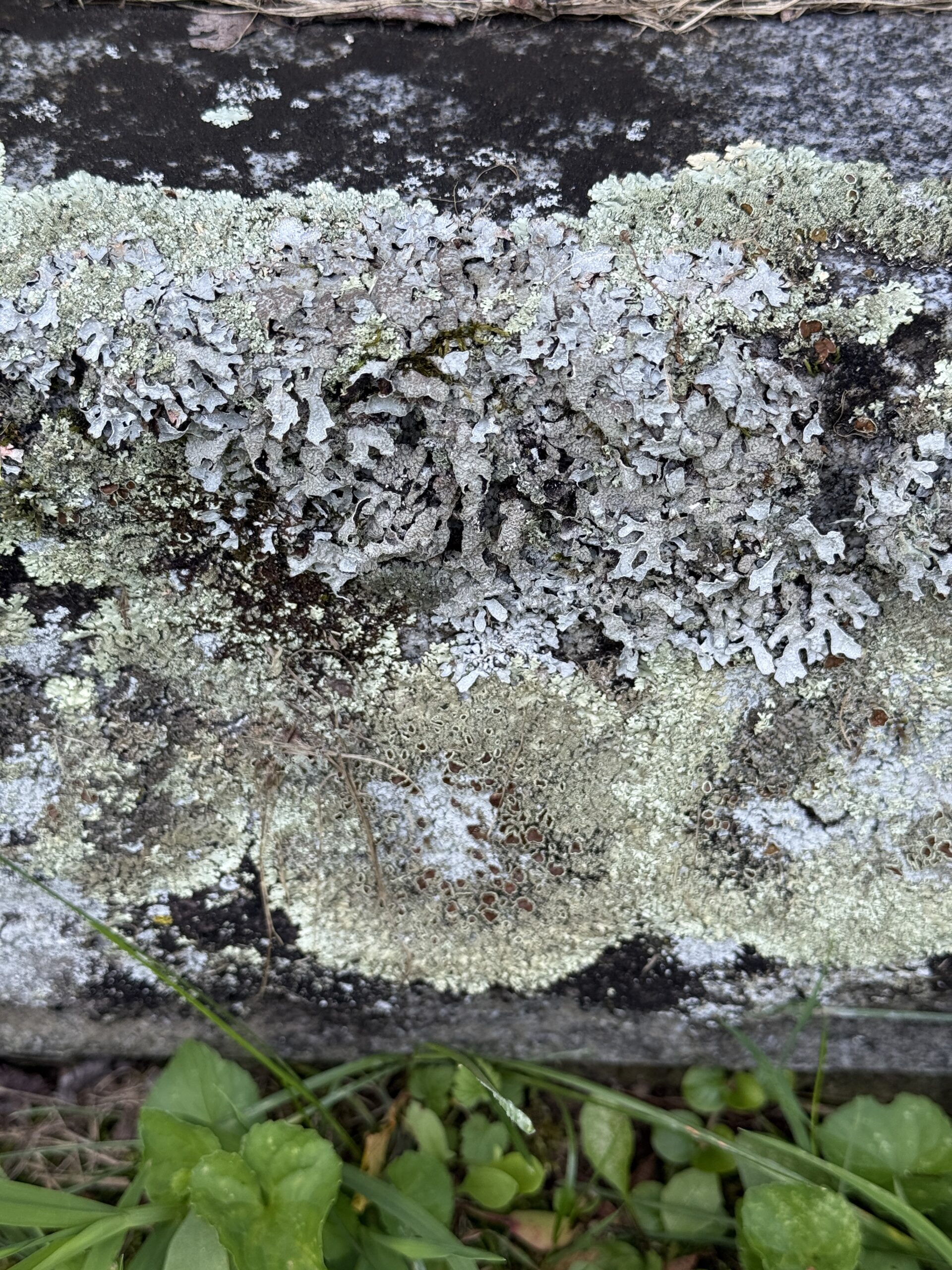 Closeup of lichen growing on a gravestone surface