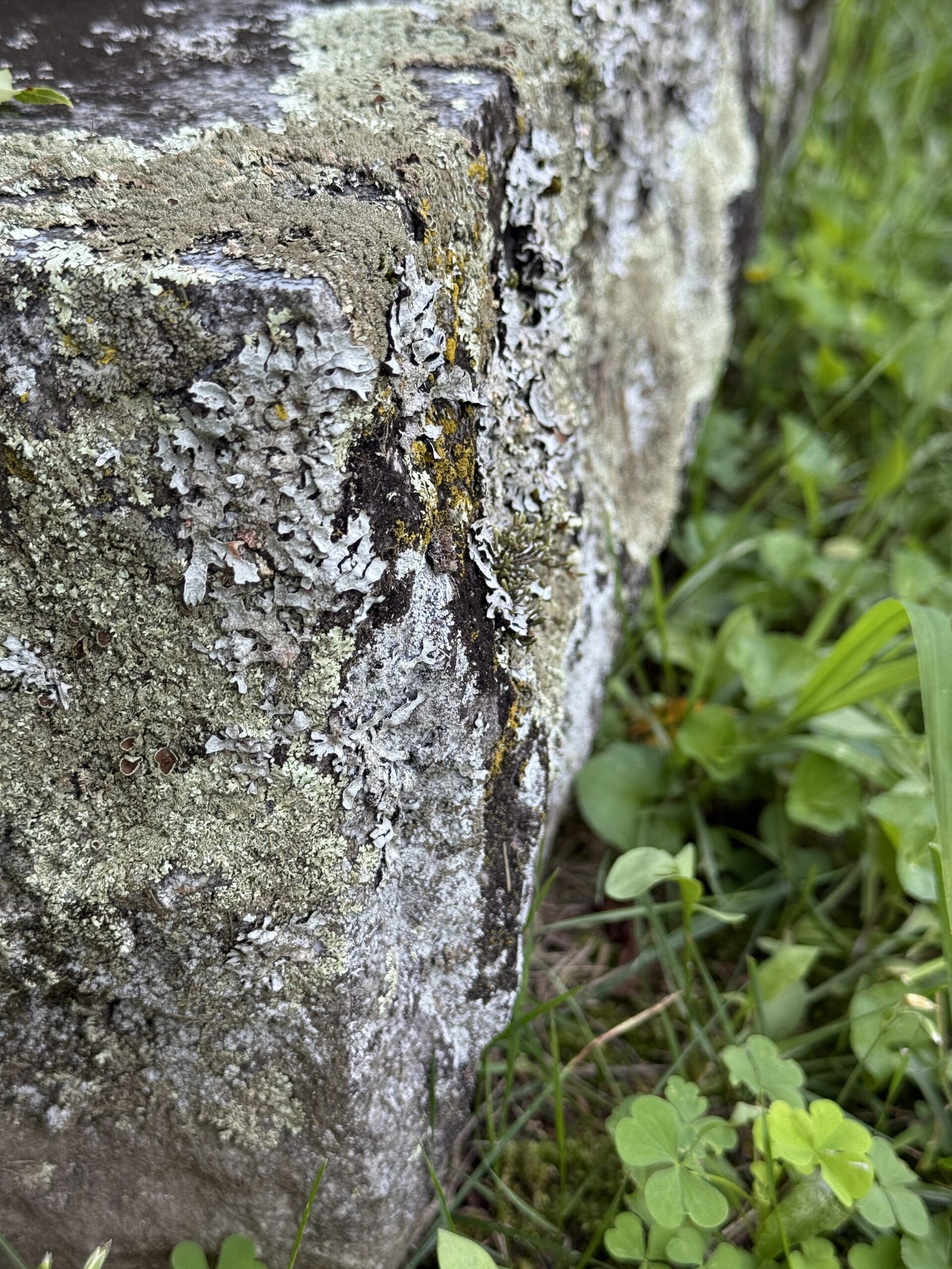 Side view closeup of lichen attached to a gravestone surface